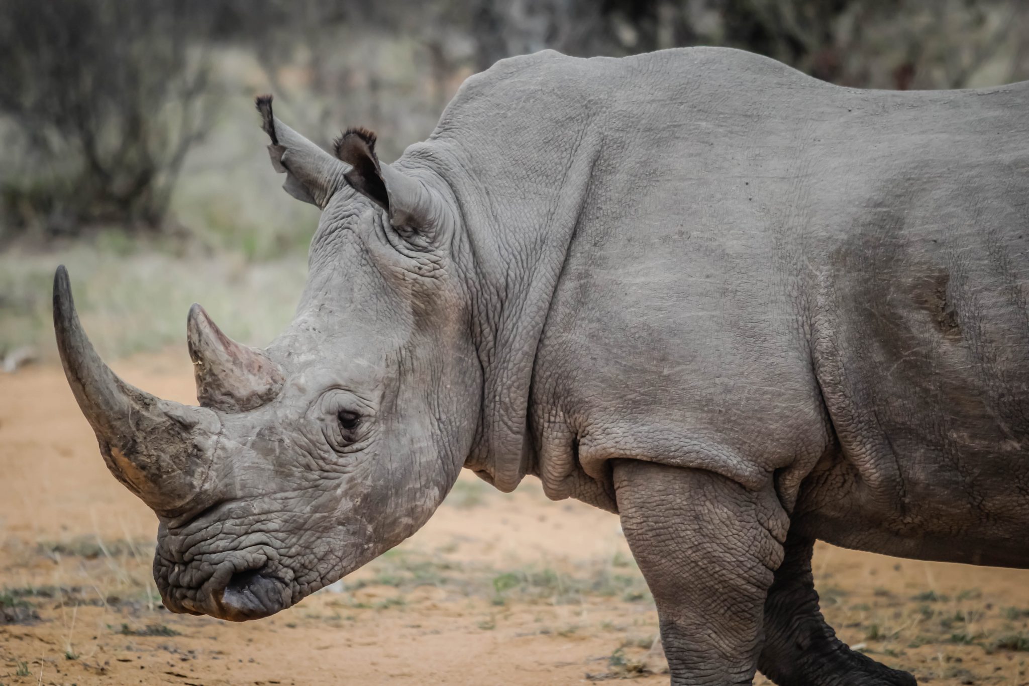 Message from Imire Rhino & Wildlife Conservation - Swanbourne House School